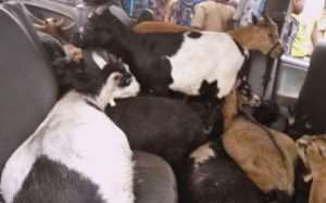 Taxi With Suspected Stolen Goats Impounded