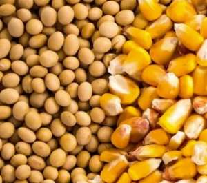 Government restricts export of soyabeans and maize from Ghana to ensure food security