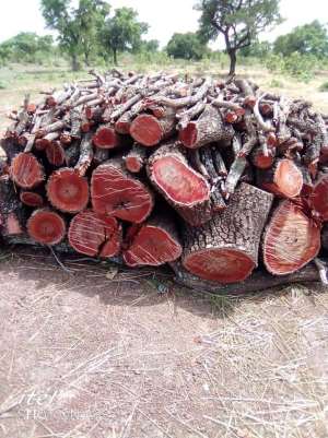 Upper West Region: Shea Tree under attack as Charcoal Business boom