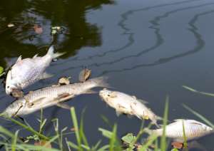 What normally causes Fish mortality in water bodies