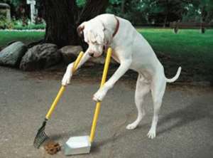 A dog cleans up own Poop. Can that teach the animal a lesson to do it at the right place?