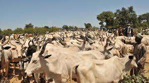 Chad Repays Angola 100m Debt With 75,000 Cows