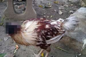 Chicken In Thailand Still Alive 10 Days After Losing Its Head