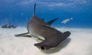 'While human fatalities from sharks average six per year, humans kill 100 million sharks every year.'  William McKeever