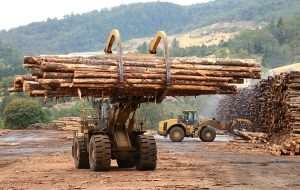 Govt Tree Crop Devt Authority To Boost Timber Export