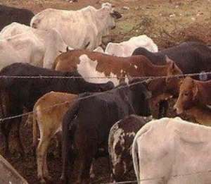 Keseve Cattle Ranch In Volta Region Begs For Milk Factory