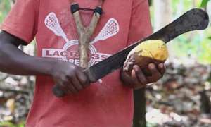 Schooling With Machetes: Slashing Ghanas GDP With Child Labour