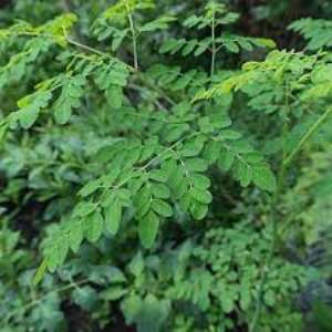Is Moringa a cloak for illicit financial flows and tax-evasion?