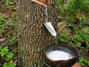 ER: Rubber Cultivation Replacing Cocoa Farms
