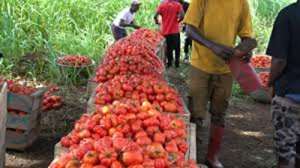 Tomato glut hits Asante Akyem Agogo, farmers appeal for buyers