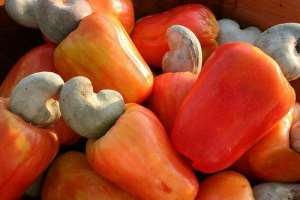 COVID –19: Negatively Impacting Ghanas Cashew Sector!!
