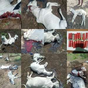 Over 100 cattle shot dead at two farming communities in Kintampo South