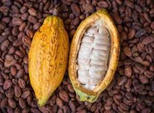 COCOA- For Optimal Health, Eat Cocoa Daily