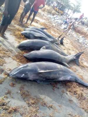 Washed ashore dolphins: Nzema East Municipal Assembly urges public to report anyone still keeping them