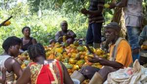 Cocoa farmers unhappy with 58.26 price increase