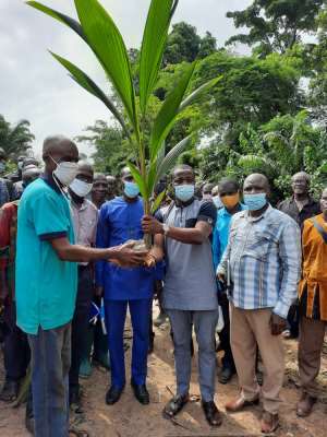Adansi Akrofuom: DCE, MP distribute Coconut Seedlings to farmers