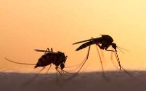 Study Reveals Skin Smells Attract Malaria Mosquitoes To Children