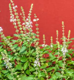 How Holy Basil (Nunum) Helps Your Body Adapt to Stress & Reduce Cancer Growth