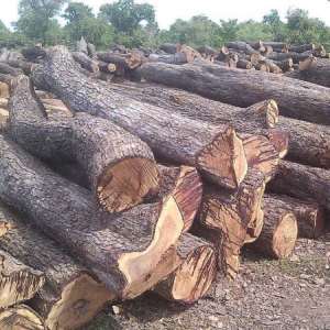 some logs of rosewood in northern Ghana