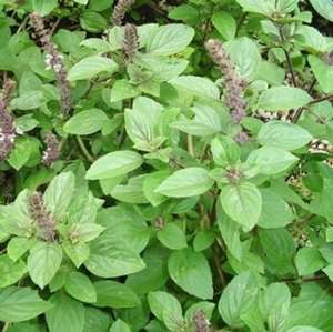 African Basil (Ocimum gratissimum): A Nutritional and Medicinal Powerhouse