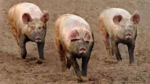 Assemblyman Calls For Relocation Of Pigs
