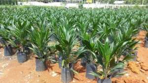 Akwatia: Denkyembour District Assembly Give Seedlings To Farmers