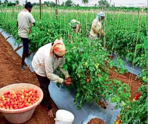 Saving Half a Billion Dollars: Mahamas Strategic Tomato Partnership to Cut Import Costs