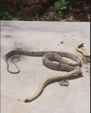 A big snake killed in the compound of the facility