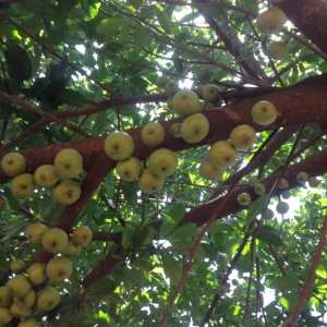 Wiamoase Apple Tree Is Species Of Fig — Dr Irene Idan
