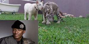 The tigers have been declawed, they're no longer dangerous – Trainer of Freedom's tigers
