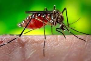 Know The Insects That Transmit Viruses