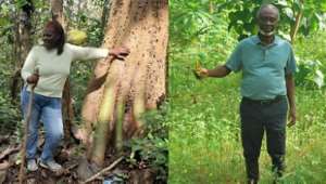 Photo: Ghanaian entrepreneurs Kwame Bonsu and Joann Ofori are harnessing the power of the forest for their plantation businesses.