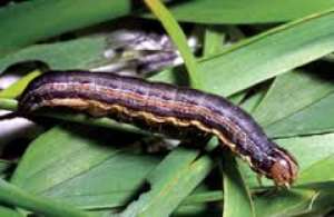 Fall army worms invade farming communities in Dormaa Ahenkro