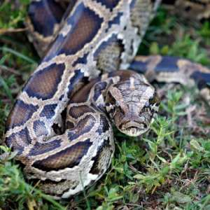 CR: Five snakes invade classroom, chase school children during class hours