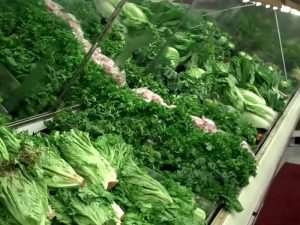 Ghana Risk Complete Ban By EU Over Leafy Vegetable—Ministry