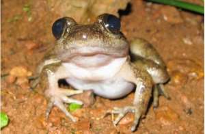 Slippery frog is found only in the Atewa forest and no where else in the world