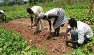 Effutu Municipality Crowns Jonathan Addo As Best farmer