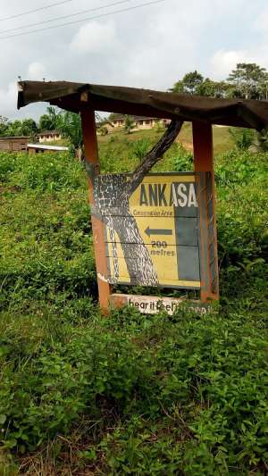 Old Ankasa Residents Climb Trees, Mountains To Make Calls Amidst Snake Bites