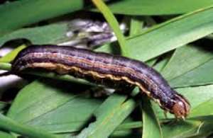 Government Must Place A Prodigious Premium On The Fight Against Devastating Army Worm Infestation