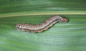 Fighting the fall armyworms: Detergent and herbal concoctions to the rescue