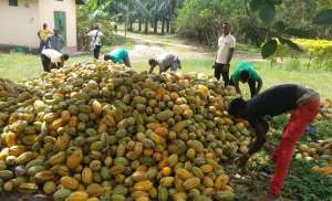 Cocoa Farmers Association urges Akufo-Addo to disregard allegations against COCOBOD CEO