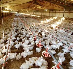 Patroniselocal chicken to sustain Nkoko Nketenkete Programme – Coordinator tells Ghanaians