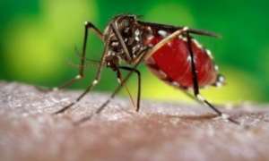 Endemic State Of Malaria: A Business Venture Or A Plight?