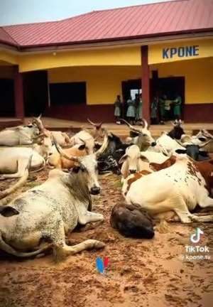 KponeKatamansoMCE condemns cattle invasion of school in viral video