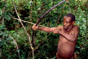 The pygmies are gradually losing their dwelling place to logging