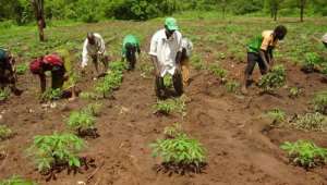Fertilizer smuggling seriously affecting rice production in the north – Peasant Farmers