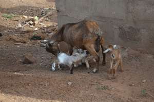 Assembly Auctions 4 Arrested Goats For GHc665