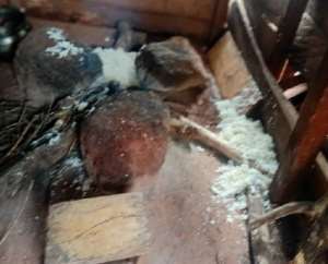 Blows in Tano North NDC over school feeding programme