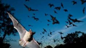 Tanzania's Tourist Town Under Threat Following Bats Invasion