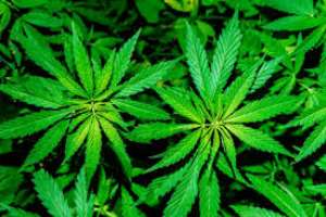 Group Endorses Marijuana Decriminalization March